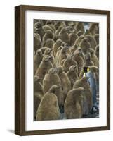 Adult King Penguin with Group of Juveniles-Darrell Gulin-Framed Photographic Print