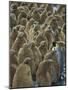 Adult King Penguin with Group of Juveniles-Darrell Gulin-Mounted Photographic Print