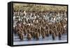 Adult King Penguins and Okum Boy Chicks (Aptenodytes Patagonicus) Heading to Sea in Gold Harbor-Michael Nolan-Framed Stretched Canvas