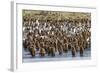 Adult King Penguins and Okum Boy Chicks (Aptenodytes Patagonicus) Heading to Sea in Gold Harbor-Michael Nolan-Framed Photographic Print