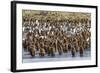 Adult King Penguins and Okum Boy Chicks (Aptenodytes Patagonicus) Heading to Sea in Gold Harbor-Michael Nolan-Framed Photographic Print
