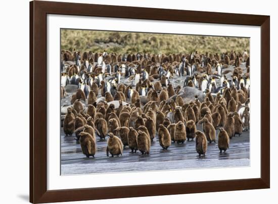 Adult King Penguins and Okum Boy Chicks (Aptenodytes Patagonicus) Heading to Sea in Gold Harbor-Michael Nolan-Framed Photographic Print