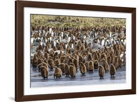 Adult King Penguins and Okum Boy Chicks (Aptenodytes Patagonicus) Heading to Sea in Gold Harbor-Michael Nolan-Framed Photographic Print