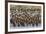 Adult King Penguins and Okum Boy Chicks (Aptenodytes Patagonicus) Heading to Sea in Gold Harbor-Michael Nolan-Framed Photographic Print