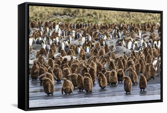 Adult King Penguins and Okum Boy Chicks (Aptenodytes Patagonicus) Heading to Sea in Gold Harbor-Michael Nolan-Framed Stretched Canvas