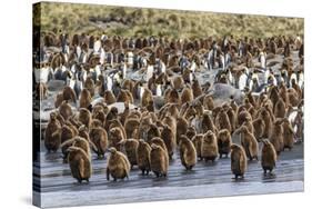 Adult King Penguins and Okum Boy Chicks (Aptenodytes Patagonicus) Heading to Sea in Gold Harbor-Michael Nolan-Stretched Canvas