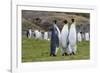 Adult King Penguins (Aptenodytes Patagonicus) at Breeding Colony at Fortuna Bay, South Georgia-Michael Nolan-Framed Photographic Print