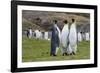 Adult King Penguins (Aptenodytes Patagonicus) at Breeding Colony at Fortuna Bay, South Georgia-Michael Nolan-Framed Photographic Print