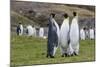 Adult King Penguins (Aptenodytes Patagonicus) at Breeding Colony at Fortuna Bay, South Georgia-Michael Nolan-Mounted Photographic Print