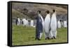 Adult King Penguins (Aptenodytes Patagonicus) at Breeding Colony at Fortuna Bay, South Georgia-Michael Nolan-Framed Stretched Canvas