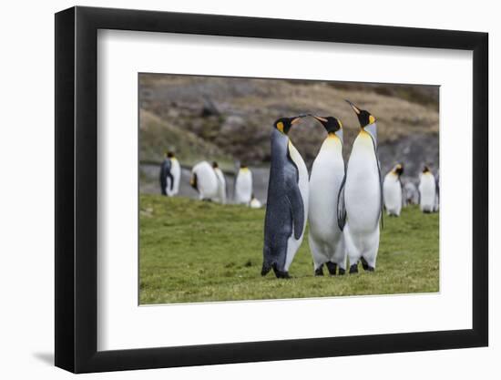 Adult King Penguins (Aptenodytes Patagonicus) at Breeding Colony at Fortuna Bay, South Georgia-Michael Nolan-Framed Photographic Print