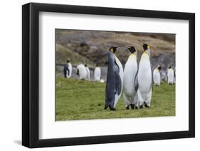 Adult King Penguins (Aptenodytes Patagonicus) at Breeding Colony at Fortuna Bay, South Georgia-Michael Nolan-Framed Photographic Print