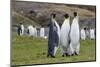 Adult King Penguins (Aptenodytes Patagonicus) at Breeding Colony at Fortuna Bay, South Georgia-Michael Nolan-Mounted Photographic Print