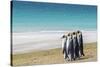 Adult king penguins (Aptenodytes patagonicus) on the grassy slopes of Saunders Island, Falkland Isl-Michael Nolan-Stretched Canvas