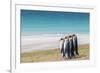 Adult king penguins (Aptenodytes patagonicus) on the grassy slopes of Saunders Island, Falkland Isl-Michael Nolan-Framed Photographic Print