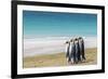 Adult king penguins (Aptenodytes patagonicus) on the grassy slopes of Saunders Island, Falkland Isl-Michael Nolan-Framed Photographic Print