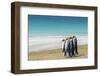 Adult king penguins (Aptenodytes patagonicus) on the grassy slopes of Saunders Island, Falkland Isl-Michael Nolan-Framed Photographic Print