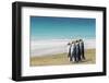 Adult king penguins (Aptenodytes patagonicus) on the grassy slopes of Saunders Island, Falkland Isl-Michael Nolan-Framed Photographic Print