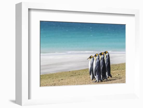Adult king penguins (Aptenodytes patagonicus) on the grassy slopes of Saunders Island, Falkland Isl-Michael Nolan-Framed Photographic Print