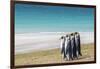 Adult king penguins (Aptenodytes patagonicus) on the grassy slopes of Saunders Island, Falkland Isl-Michael Nolan-Framed Photographic Print