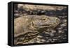 Adult Komodo Dragon (Varanus Komodoensis), in Komodo National Park, Komodo Island, Indonesia-Michael Nolan-Framed Stretched Canvas