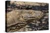 Adult Komodo Dragon (Varanus Komodoensis), in Komodo National Park, Komodo Island, Indonesia-Michael Nolan-Stretched Canvas