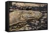 Adult Komodo Dragon (Varanus Komodoensis), in Komodo National Park, Komodo Island, Indonesia-Michael Nolan-Framed Stretched Canvas