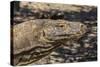 Adult Komodo Dragon (Varanus Komodoensis), in Komodo National Park, Komodo Island, Indonesia-Michael Nolan-Stretched Canvas