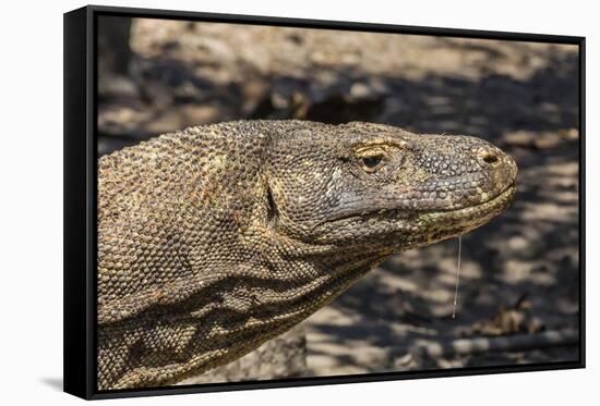 Adult Komodo Dragon (Varanus Komodoensis), in Komodo National Park, Komodo Island, Indonesia-Michael Nolan-Framed Stretched Canvas