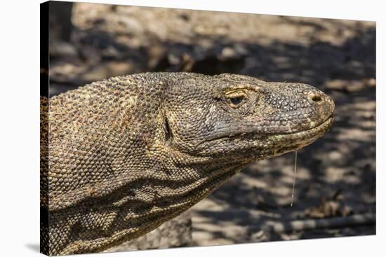 Adult Komodo Dragon (Varanus Komodoensis), in Komodo National Park, Komodo Island, Indonesia-Michael Nolan-Stretched Canvas