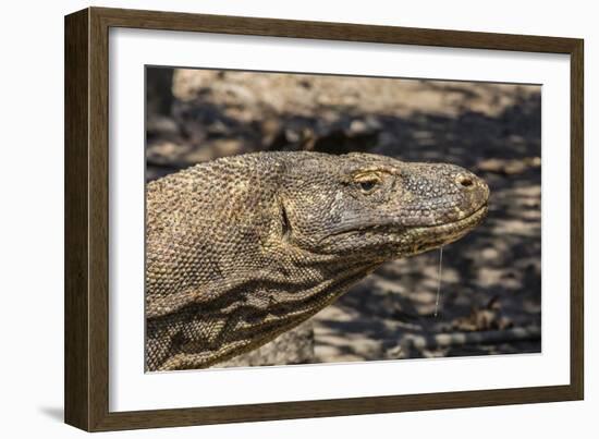 Adult Komodo Dragon (Varanus Komodoensis), in Komodo National Park, Komodo Island, Indonesia-Michael Nolan-Framed Photographic Print