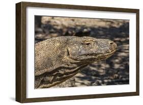 Adult Komodo Dragon (Varanus Komodoensis), in Komodo National Park, Komodo Island, Indonesia-Michael Nolan-Framed Photographic Print