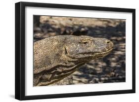 Adult Komodo Dragon (Varanus Komodoensis), in Komodo National Park, Komodo Island, Indonesia-Michael Nolan-Framed Photographic Print