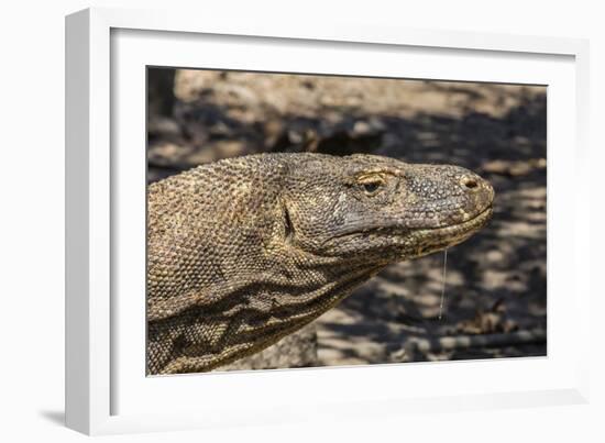 Adult Komodo Dragon (Varanus Komodoensis), in Komodo National Park, Komodo Island, Indonesia-Michael Nolan-Framed Photographic Print