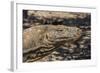 Adult Komodo Dragon (Varanus Komodoensis), in Komodo National Park, Komodo Island, Indonesia-Michael Nolan-Framed Photographic Print