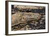 Adult Komodo Dragon (Varanus Komodoensis), in Komodo National Park, Komodo Island, Indonesia-Michael Nolan-Framed Photographic Print