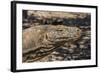 Adult Komodo Dragon (Varanus Komodoensis), in Komodo National Park, Komodo Island, Indonesia-Michael Nolan-Framed Photographic Print