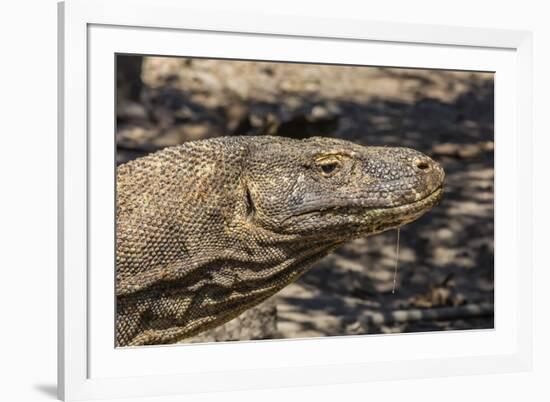 Adult Komodo Dragon (Varanus Komodoensis), in Komodo National Park, Komodo Island, Indonesia-Michael Nolan-Framed Photographic Print