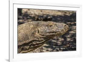 Adult Komodo Dragon (Varanus Komodoensis), in Komodo National Park, Komodo Island, Indonesia-Michael Nolan-Framed Photographic Print