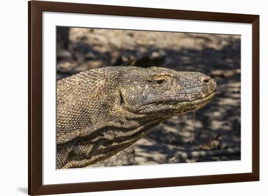 Adult Komodo Dragon (Varanus Komodoensis), in Komodo National Park, Komodo Island, Indonesia-Michael Nolan-Framed Photographic Print