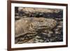 Adult Komodo Dragon (Varanus Komodoensis), in Komodo National Park, Komodo Island, Indonesia-Michael Nolan-Framed Photographic Print