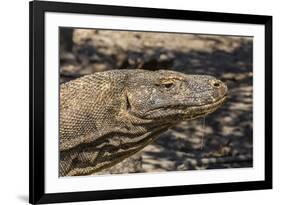 Adult Komodo Dragon (Varanus Komodoensis), in Komodo National Park, Komodo Island, Indonesia-Michael Nolan-Framed Photographic Print