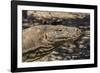 Adult Komodo Dragon (Varanus Komodoensis), in Komodo National Park, Komodo Island, Indonesia-Michael Nolan-Framed Photographic Print