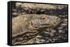 Adult Komodo Dragon (Varanus Komodoensis), in Komodo National Park, Komodo Island, Indonesia-Michael Nolan-Framed Stretched Canvas