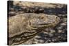 Adult Komodo Dragon (Varanus Komodoensis), in Komodo National Park, Komodo Island, Indonesia-Michael Nolan-Stretched Canvas