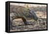 Adult Komodo Dragon (Varanus Komodoensis), in Komodo National Park, Komodo Island, Indonesia-Michael Nolan-Framed Stretched Canvas