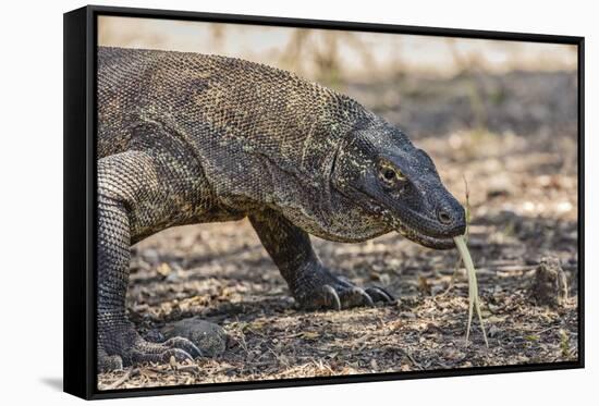 Adult Komodo Dragon (Varanus Komodoensis), in Komodo National Park, Komodo Island, Indonesia-Michael Nolan-Framed Stretched Canvas