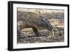 Adult Komodo Dragon (Varanus Komodoensis), in Komodo National Park, Komodo Island, Indonesia-Michael Nolan-Framed Photographic Print