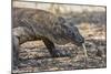 Adult Komodo Dragon (Varanus Komodoensis), in Komodo National Park, Komodo Island, Indonesia-Michael Nolan-Mounted Photographic Print