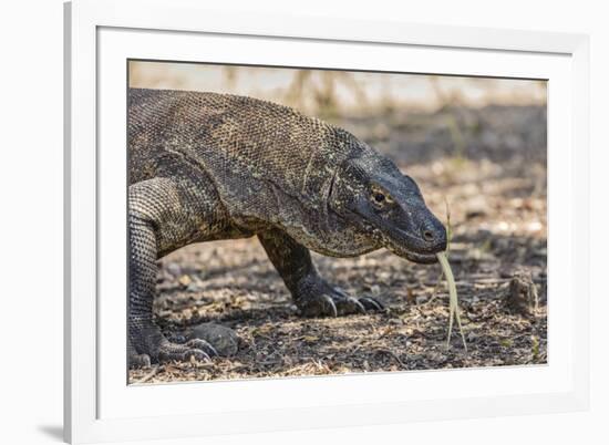 Adult Komodo Dragon (Varanus Komodoensis), in Komodo National Park, Komodo Island, Indonesia-Michael Nolan-Framed Photographic Print